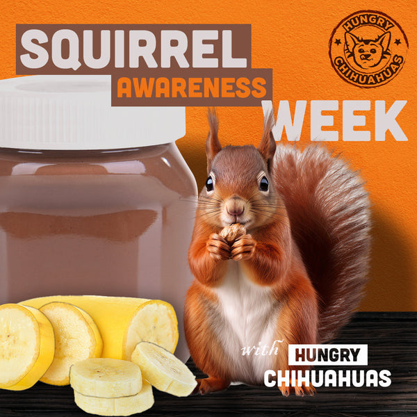 🐿️🌰 Go Nuts on Squirrel Awareness Week! 🐿️🌰